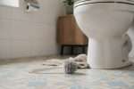 Bloc WC tombé dans les toilettes : que faire ?