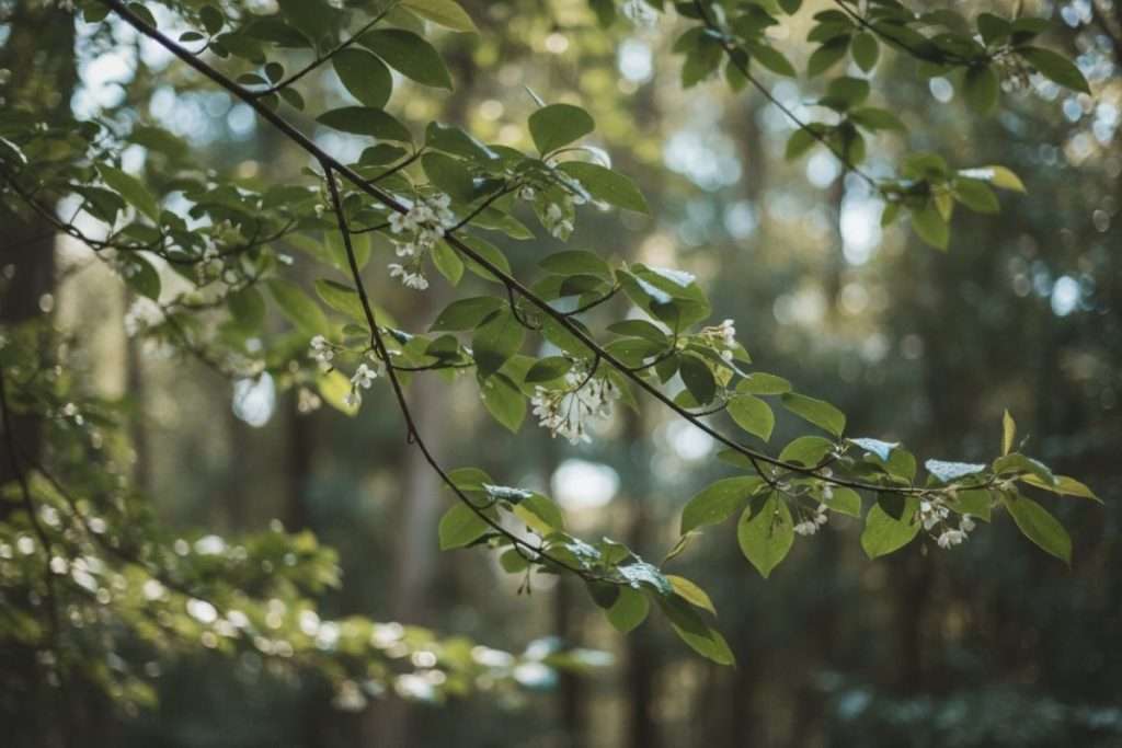 Pittosporum tenuifolium Kohuhu : caractéristiques et culture